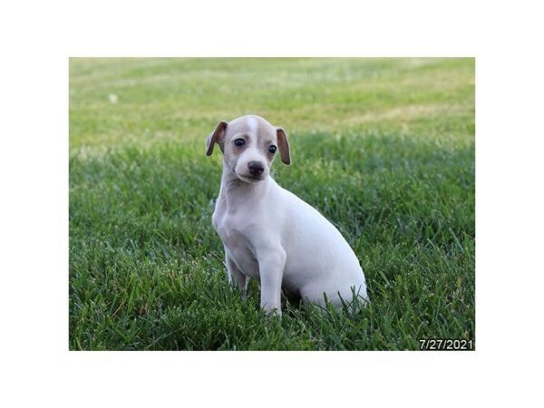 Italian Greyhound-DOG-Female-White-6313-Petland Montgomery, Alabama