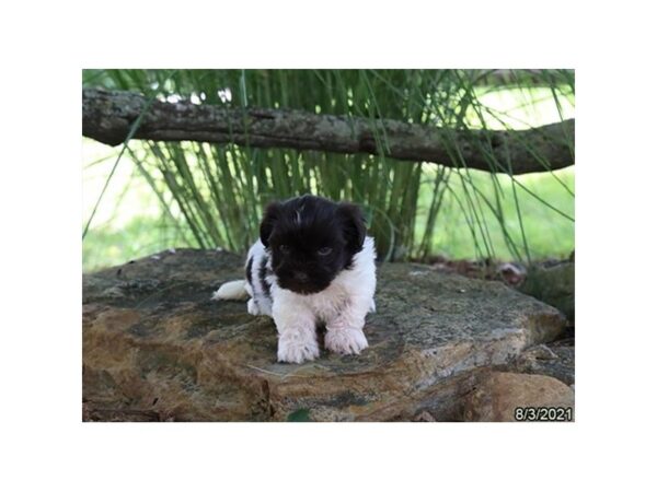 Havanese DOG Female Chocolate / White 6315 Petland Montgomery, Alabama