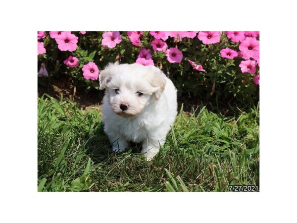 Coton De Tulear DOG Female White 6317 Petland Montgomery, Alabama