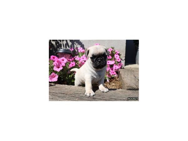 Pug-DOG-Male-Fawn-6318-Petland Montgomery, Alabama