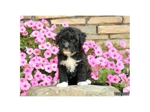 Havanese/Poodle DOG Female Brown 6319 Petland Montgomery, Alabama