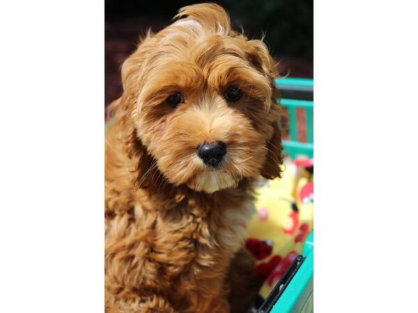 Cock A Poo-DOG-Female-Red / White-6310-Petland Montgomery, Alabama