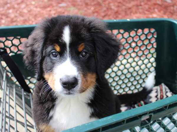 Bernese Mountain Dog DOG Female Black Rust / White 6314 Petland Montgomery, Alabama