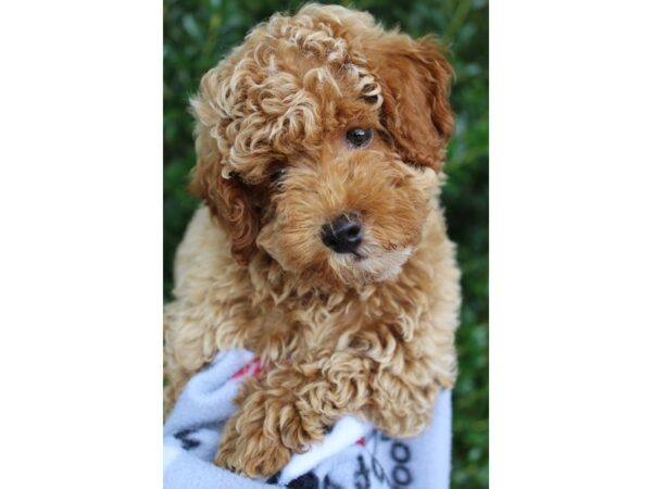 Miniature Poodle-DOG-Male-apricot-6322-Petland Montgomery, Alabama