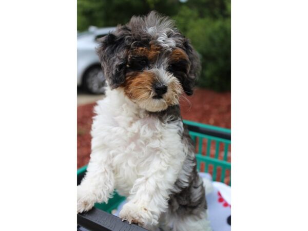 Goldendoodle Mini 2nd Gen-DOG-Female-Blue Merle-6327-Petland Montgomery, Alabama