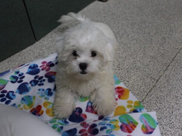 Maltese DOG Male White 6326 Petland Montgomery, Alabama