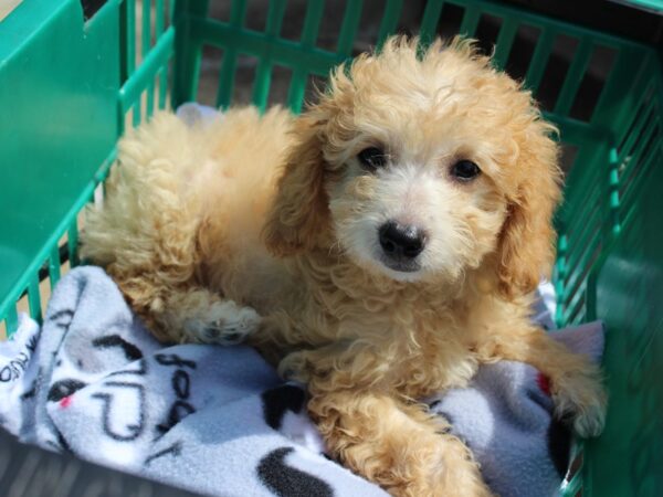 Mini Goldendoodle 2nd Gen-DOG-Female-golden-6321-Petland Montgomery, Alabama