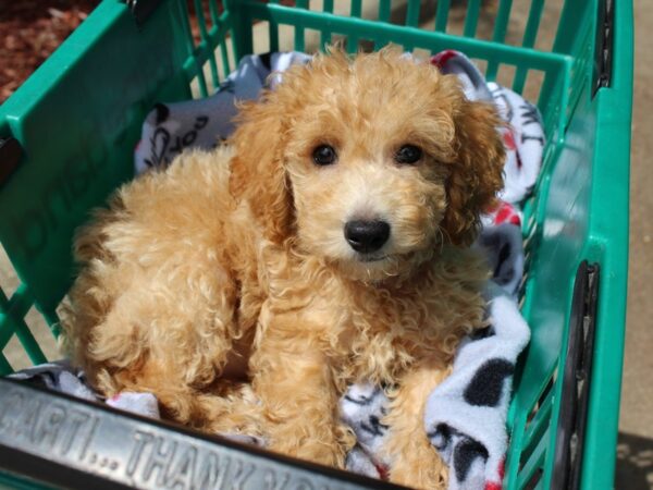 Mini Goldendoodle 2nd Gen DOG Male golden 6320 Petland Montgomery, Alabama