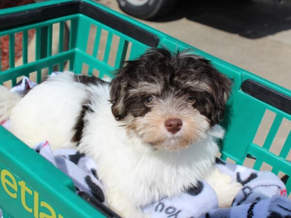 Havanese DOG Male Chocolate / White 6316 Petland Montgomery, Alabama