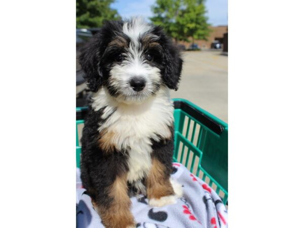 Mini Bernadoodle DOG Male TRI 6323 Petland Montgomery, Alabama