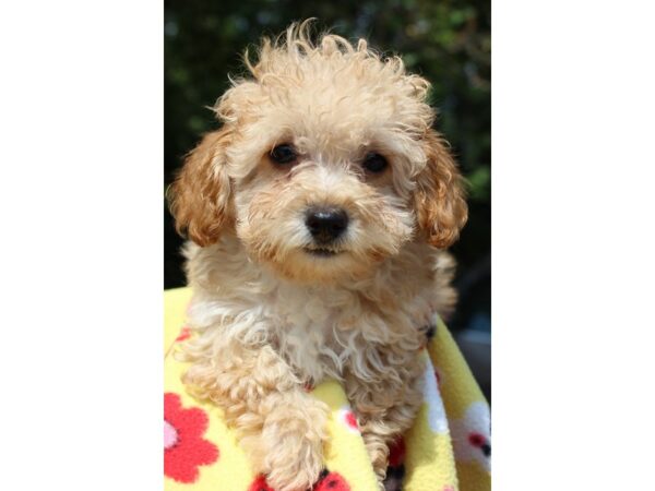 Miniature Poodle-DOG-Male-Apricot-6328-Petland Montgomery, Alabama