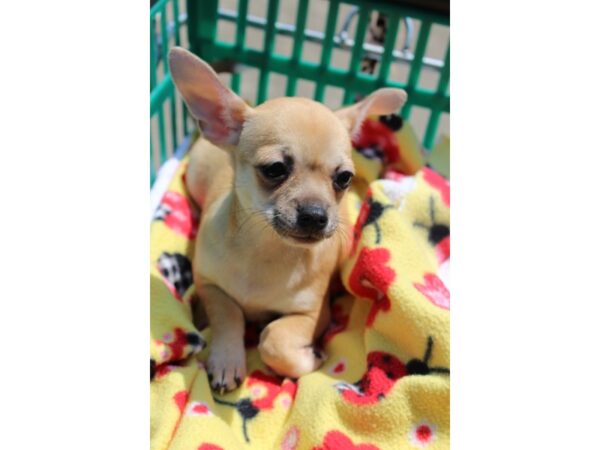 Chihuahua DOG Female Fawn 6325 Petland Montgomery, Alabama