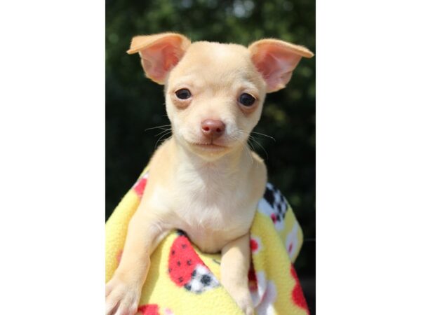 Chihuahua DOG Male Fawn 6324 Petland Montgomery, Alabama