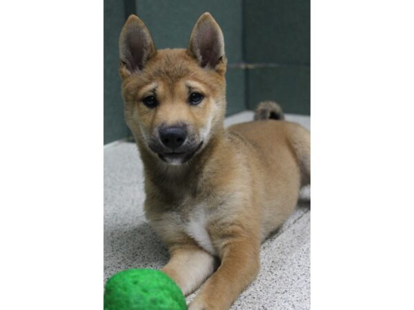 Shiba Inu DOG Male Red Sable 6329 Petland Montgomery, Alabama