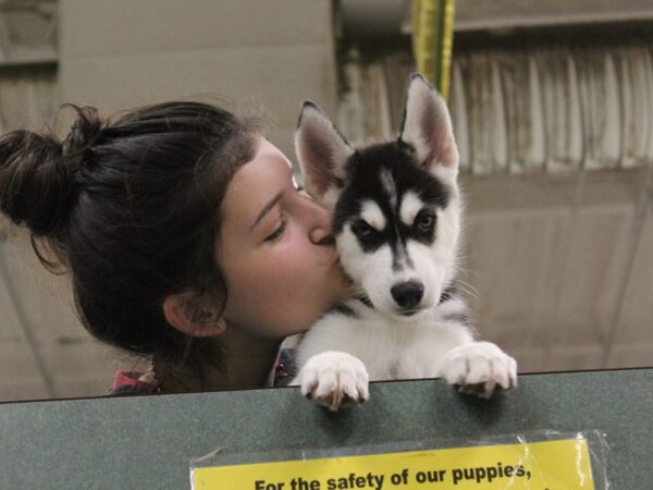 Siberian Husky DOG Female Black / White 6337 Petland Montgomery, Alabama