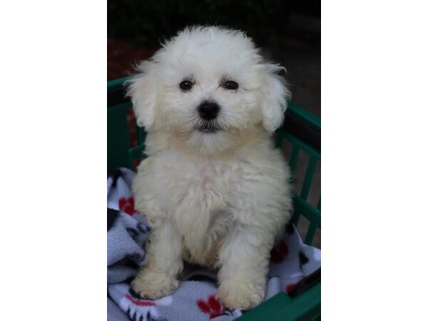 Bichon Frise DOG Male White 6336 Petland Montgomery, Alabama