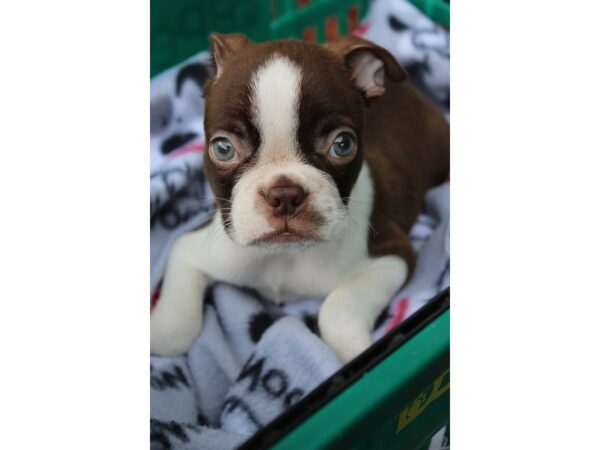 Boston Terrier DOG Male Seal / White 6338 Petland Montgomery, Alabama