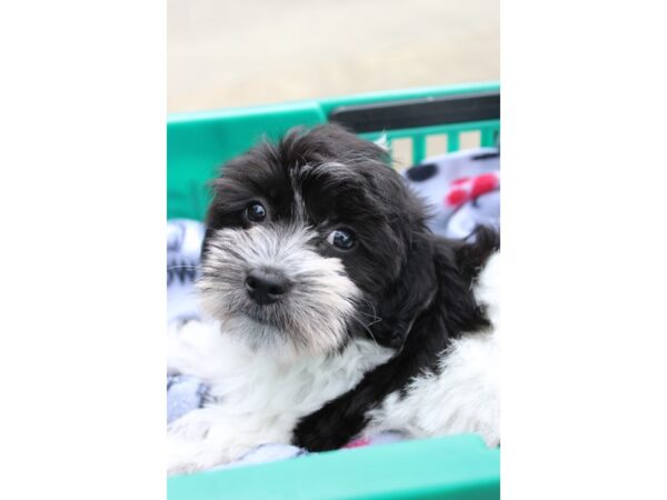 Coton De Tulear DOG Female Black / White 6339 Petland Montgomery, Alabama