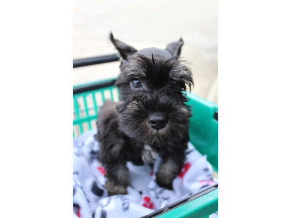 Miniature Schnauzer DOG Male Black / Silver 6335 Petland Montgomery, Alabama