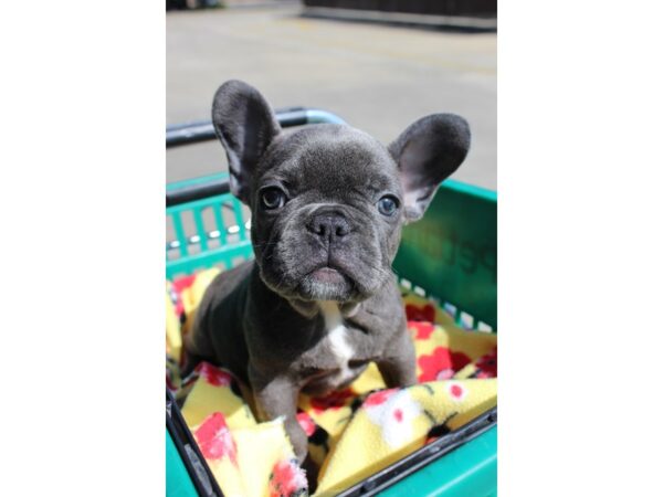 French Bulldog-DOG-Male-Blue-6332-Petland Montgomery, Alabama