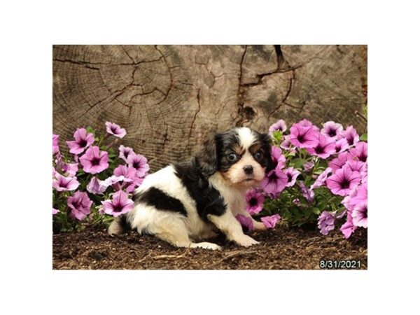 Cavalier King Charles Spaniel DOG Male Tri-Colored 6345 Petland Montgomery, Alabama