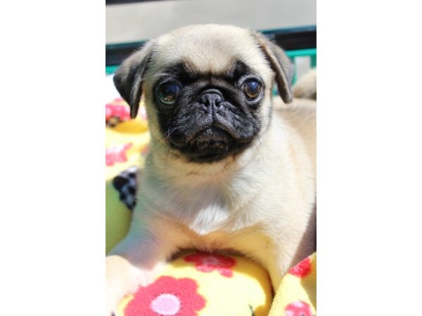 Pug DOG Female Fawn 6331 Petland Montgomery, Alabama