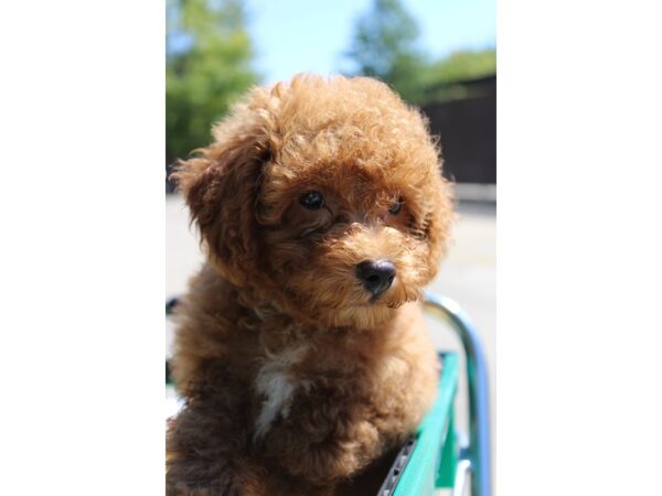 Miniature Poodle DOG Male Red 6342 Petland Montgomery, Alabama