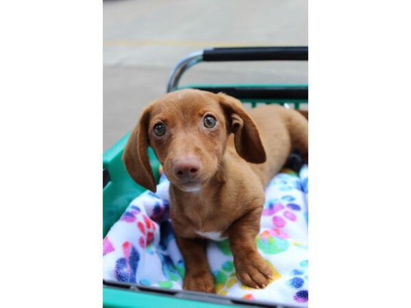 Dachshund DOG Male Red 6330 Petland Montgomery, Alabama