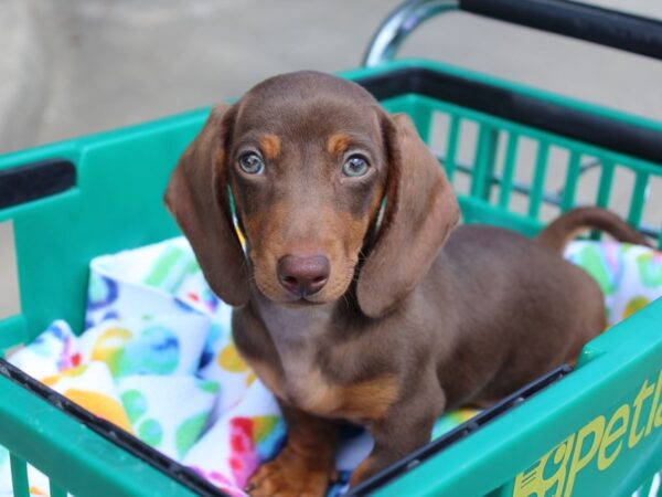 Dachshund DOG Male chocolate and tan 6348 Petland Montgomery, Alabama