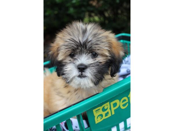 Lhasa Apso DOG Male Brown 6343 Petland Montgomery, Alabama