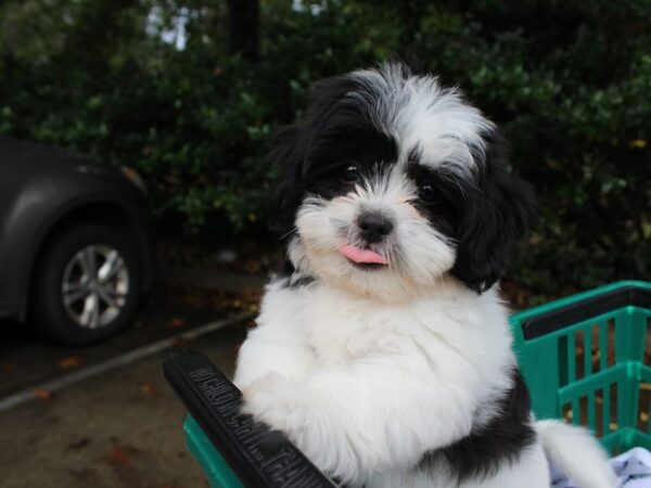 Teddy Bear DOG Female black/white 6350 Petland Montgomery, Alabama