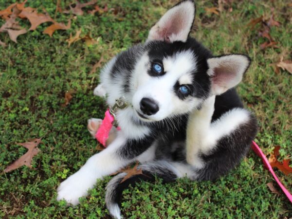 Siberian Husky-DOG-Male-Black / White-6351-Petland Montgomery, Alabama