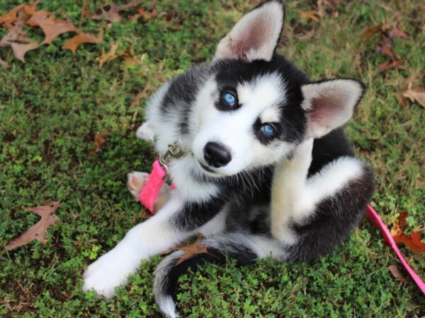 Siberian Husky DOG Male Black / White 6351 Petland Montgomery, Alabama