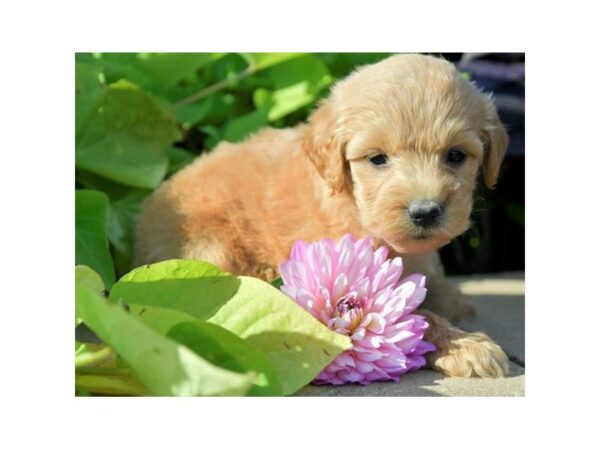 Goldendoodle Mini-DOG-Female-Red-6355-Petland Montgomery, Alabama