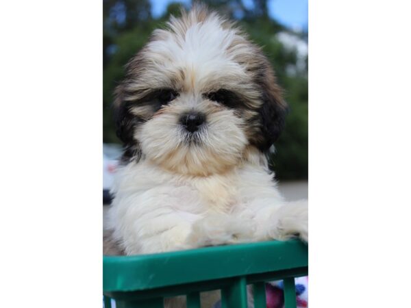Shih Tzu-DOG-Male-TRI-6349-Petland Montgomery, Alabama