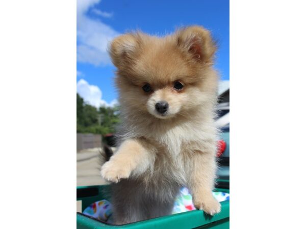 Pomeranian DOG Female Fawn Sable 6353 Petland Montgomery, Alabama