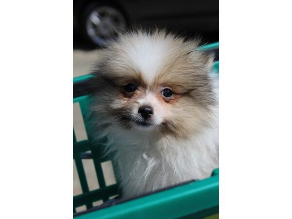 Pomeranian DOG Male Brown Sable 6357 Petland Montgomery, Alabama