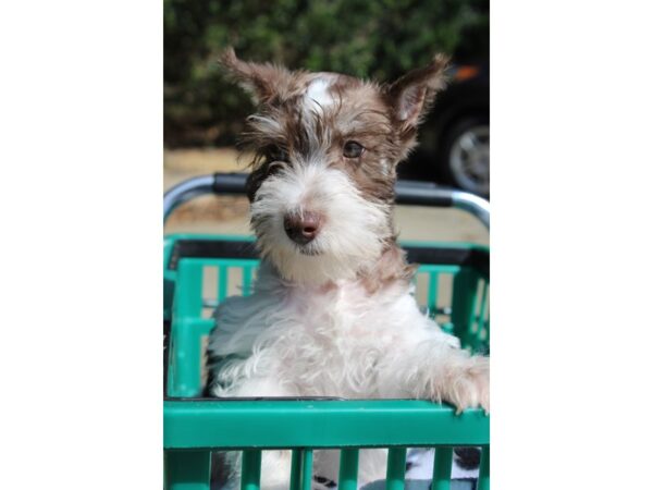 Miniature Schnauzer DOG Female Chocolate / White 6352 Petland Montgomery, Alabama