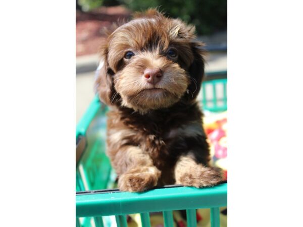 Havanese DOG Female Chocolate 6354 Petland Montgomery, Alabama