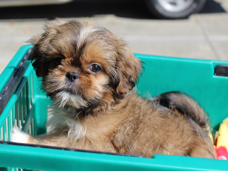 Shih Tzu Puppy Sable ID:6356 Located at Petland Montgomery, Alabama
