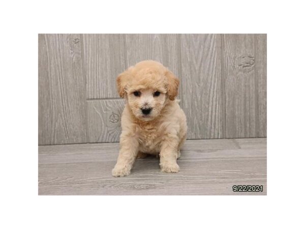 Poodle/Bichon Frise DOG Male Apricot 6360 Petland Montgomery, Alabama