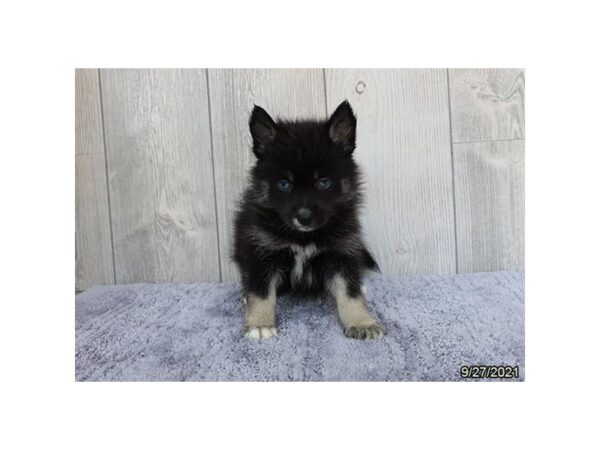 Pomsky DOG Female Black / Tan 6365 Petland Montgomery, Alabama