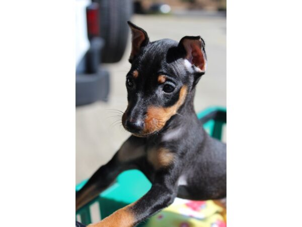 Miniature Pinscher-DOG-Female-Black / Tan-6359-Petland Montgomery, Alabama