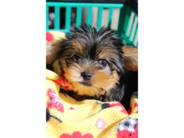 Yorkshire Terrier DOG Male Black / Tan 6358 Petland Montgomery, Alabama