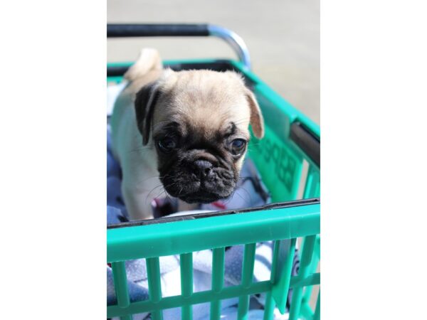 Pug DOG Female Fawn 6363 Petland Montgomery, Alabama