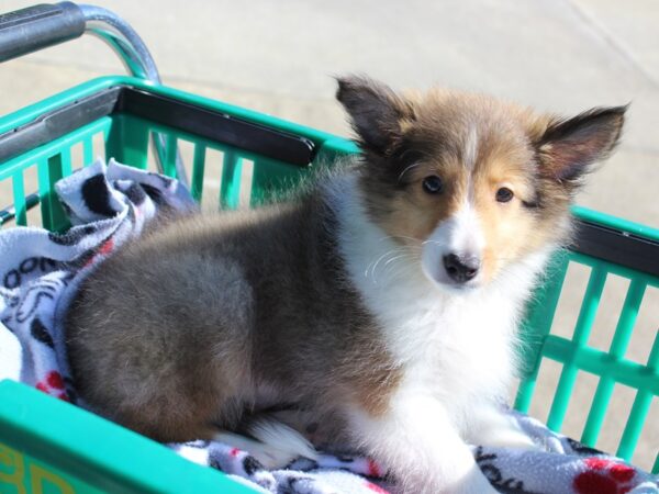 Shetland Sheepdog-DOG-Male-Sable / White-6361-Petland Montgomery, Alabama