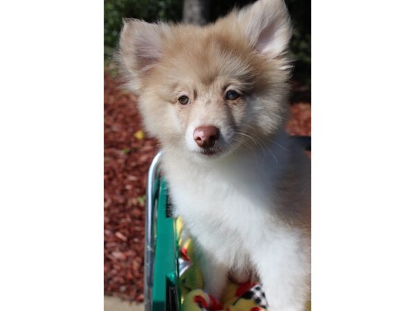 Pomeranian DOG Male Sable / White 6364 Petland Montgomery, Alabama