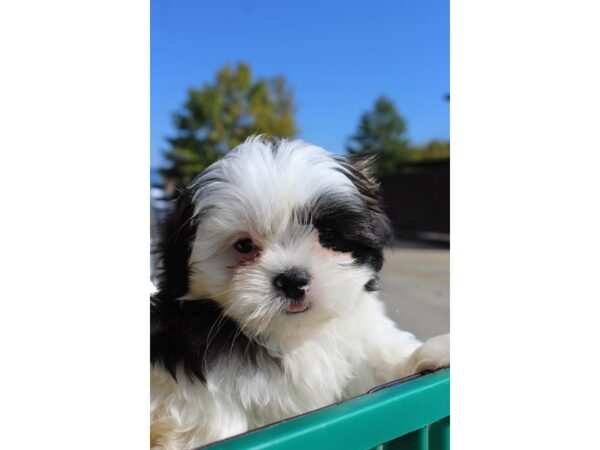 Teddy Bear DOG Male Brown/White 6373 Petland Montgomery, Alabama