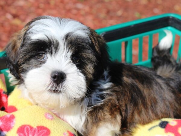 Teddy Bear DOG Male Brown/White 6372 Petland Montgomery, Alabama