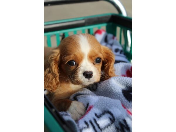 Cavalier King Charles Spaniel DOG Female Ruby 6369 Petland Montgomery, Alabama